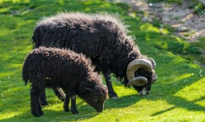 ouessant-sheep-pasturing