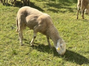 IMG_8294
